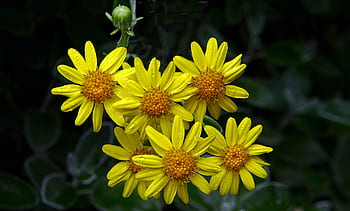jaune, fleurs, pluie, eau, gouttelettes, la nature, en plein air, jardin, printemps, été, Floraison