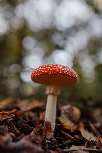 cogumelos, cogumelo, vermelho, outono, Amanita muscaria, perigoso, veneno, fungos, Toadstool, crescendo, floresta
