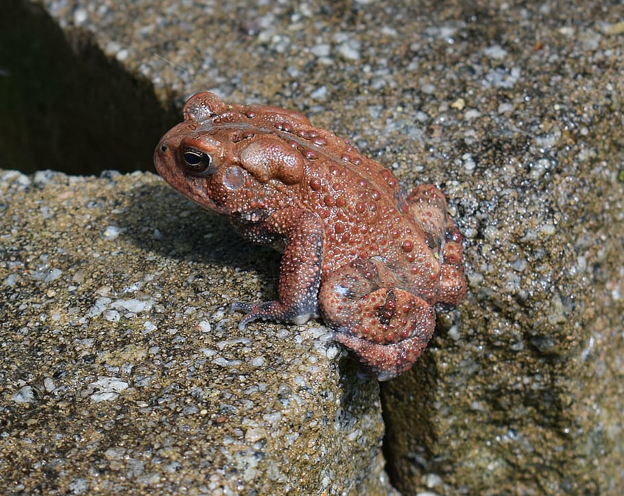 americká ropucha, ropucha, červená fáze, obojživelník, zvíře, fauna, jaro, zahrada, Příroda, jednoho zvířete, zvířat
