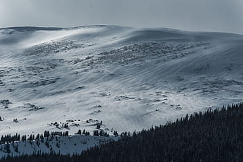 la neve, inverno, bianca, freddo, tempo metereologico, ghiaccio, alberi, piante, natura, boschi, foresta