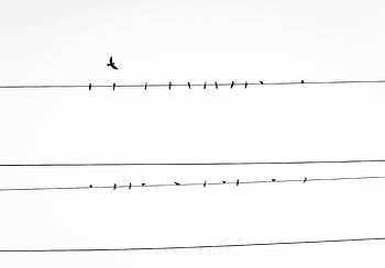 uccello, linea elettrica, energia, linea, uccelli, linee elettriche, animali, cielo, temi animali, animali allo stato selvatico, volante