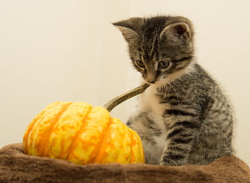 kot, dynia, halloween, mały, makrela, kotek, Kot domowy, zwierzę domowe, uroczy, Słodkie, mieze