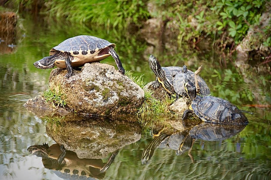 turtle, pond, nature, water turtle, water, animal, reptile, panzer, on the water, at the pond, water creature