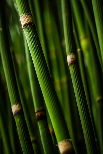 selective, focus photo, green, bamboo, stems, spires, forest, nature, tree, grass, japanese