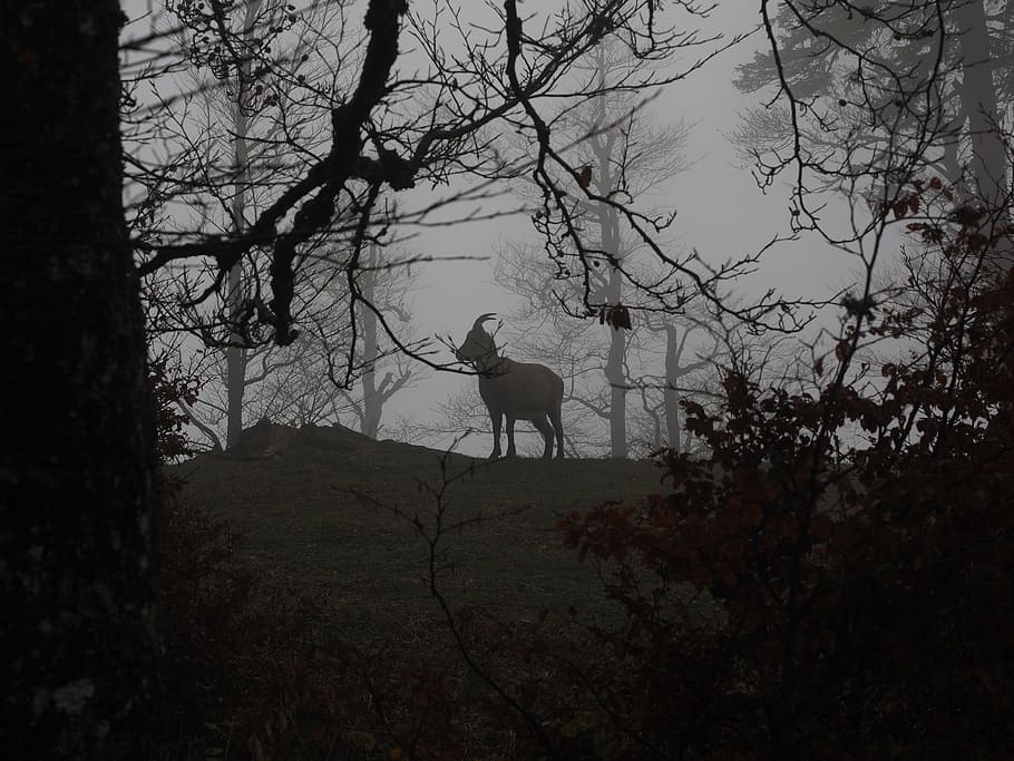 silhouette, goat, middle, misty, woods, alpine ibex, capricorn, animal, fog, foggy, capra ibex