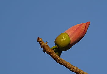 bud, flower, shimul, bombax ceiba, cotton tree, red silk-cotton, red cotton tree, silk-cotton, kapok, ceiba pentandra, bombacaceae