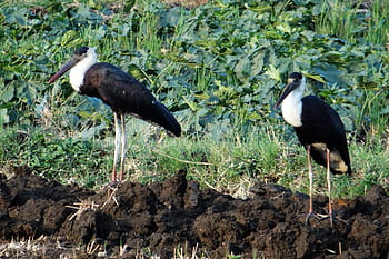 gyapjúnyakú gólya, püspök gólya, fehér nyakú gólya, ciconia episcopus, gázlómadár, madár, gólya, Ciconiidae, Aves, India