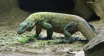 hnědý, varan komodský, písek, komodo, ještěrka, plaz, velký, dravec, volně žijících živočichů, nebezpečný, ostrov