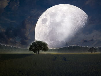 full, moon, silhouette, tree, graphic, nighttime, kosmus, universe, milky way, night sky, mystical