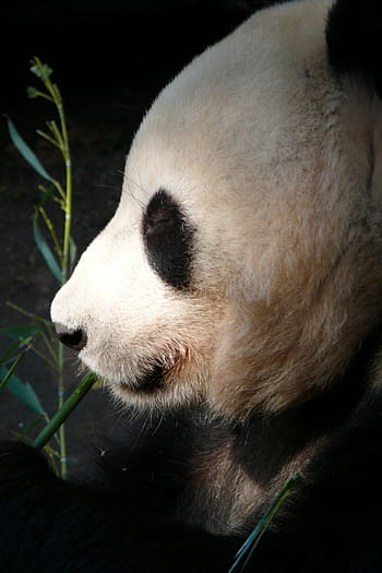 fotografie panda, zoo, San Diego, zvířat, panda, savců, savec, medvěd, srst, jíst, hybnosti
