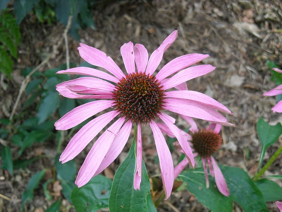květiny, echinacea purpurea, fialový coneflower, zblízka, přepálený, zvadlý