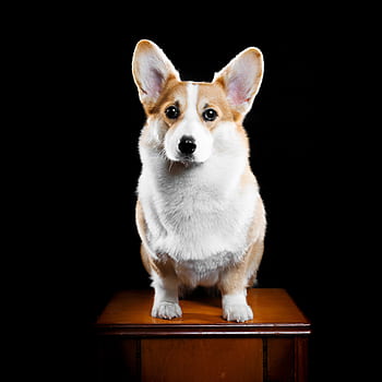 Pes, corgi, domácí mazlíčci, zvíře, roztomilý, welsh corgi pembroke