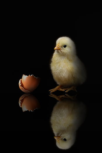 kuning, ayam, selain itu, coklat, kulit telur, hewan, unggas, pertanian, burung, kehidupan desa, bulu