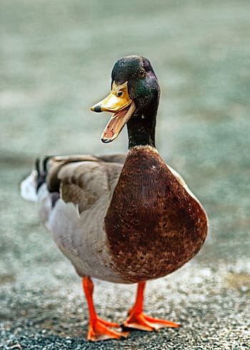 avvicinamento, anatra selvatica, anatra, becco, piuma, uova, uccello, animali allo stato selvatico, un animale, temi animali, fauna selvatica