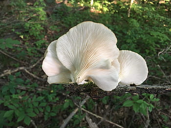 oyster mushrooms, fungi, fungus, forest, foraging, edible, mushroom, white, mushroom gills, nature, food