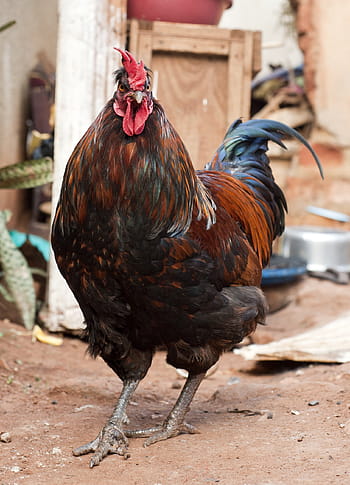 kohout, Afrika, kuře, pták, hospodařit, kuře - pták, zvíře, kohoutek, zemědělství, venkovské scény, hospodářských zvířat
