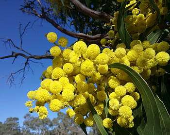 wattle blossoms, springtime, blue sky, acacia, blossoms, golden, fluffy, native, flora, nature, australia