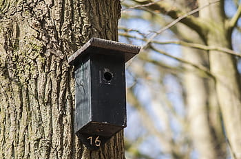 Nest Box, Birdhouse, Forest, House, forest, house, nature, spring, tree, move, bird, nest