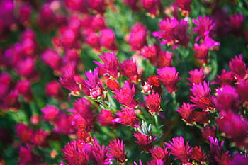 pink, flowers, taken, shallow, depth, field, southern, england, Close-up shot, depth of field, Kent