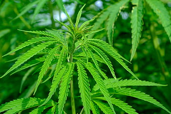 hennep, cannabis sativa, natuur, gewas, landbouw, plug, groen, industriële hennep, groei, zomer, hennep blad