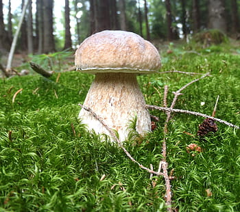 cueillette de champignons, bolet, mousse, forêt, la nature, champignon, aliments, l'automne, fraîcheur, champignon comestible, fermer