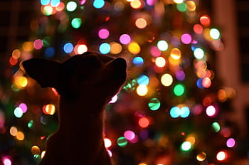 silhouette photo, brown, white, short-coat small-size dog, behind, multi-colored, string lights, silhouette, short, coat, small