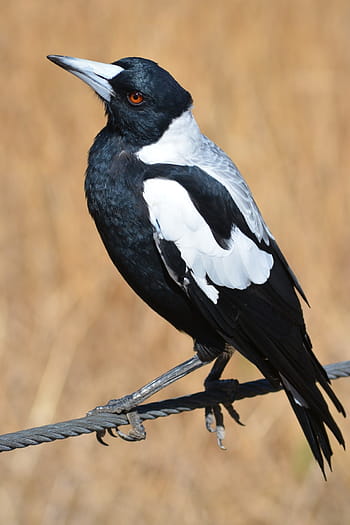 Černá, bílý, vrána, straka, australský, Austrálie, Příroda, pták, ptáků, volně žijících živočichů, australský bush