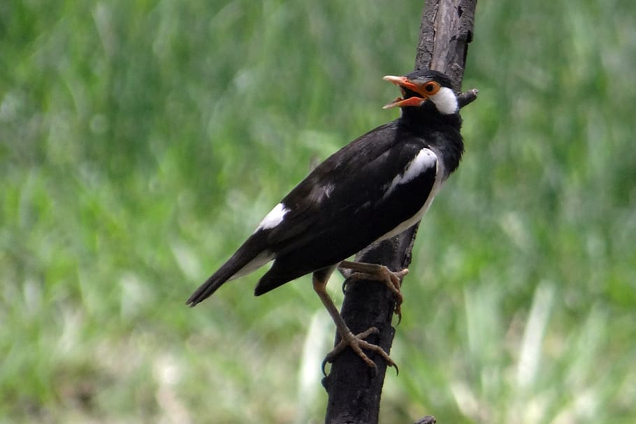 pied myna, starling, asian pied starling, gracupica contra, bird, bharatpur national park, bird sanctuary, bharatpur, india