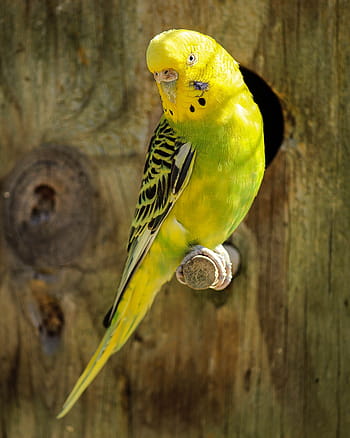 giallo, verde, pappagallino ondulato, ramo, parrocchetto, parrocchetto giallo, parrocchetto verde, uccello, pappagallo, animale domestico