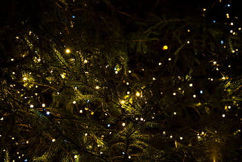 turned, string lights, trees, green, christmas, tree, lights, decor, night, illuminated, celebration