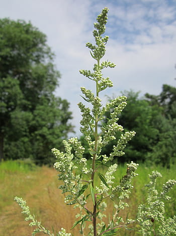artemisia vulgaris, mugwort, common wormwood, felon herb, chrysanthemum weed, wild wormwood, old uncle henry, sailor's tobacco, naughty man, old man, st john's plant