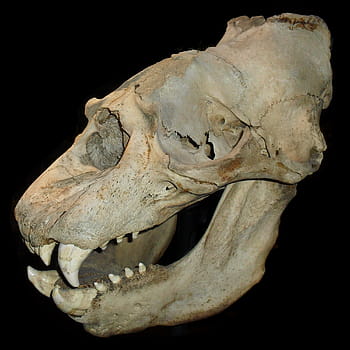 white animal skull, skull, skeleton, bones, death, horror, dead, spooky, scary, creepy, eerie