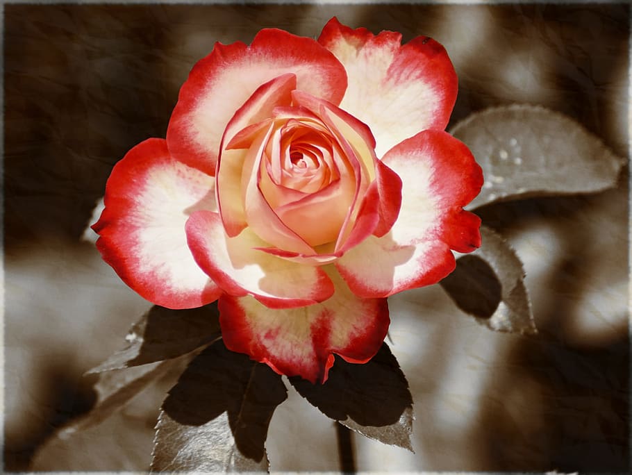 rose, blossom, bloom, flower, nature, sepia, monochrome, red, rose blooms, rose bloom, floribunda