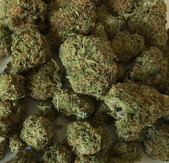 zelená kush hodně, konopí, marihuana, plevel, lék, medicína, rostlina, lékařský, narkotický, hrnec, drogy