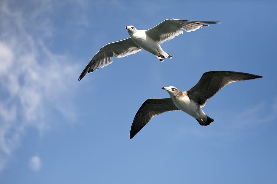 seagull, sea birds, new, birds, the gull on the sea, flight, seabirds, seagulls flying, wings, at the moment, fly