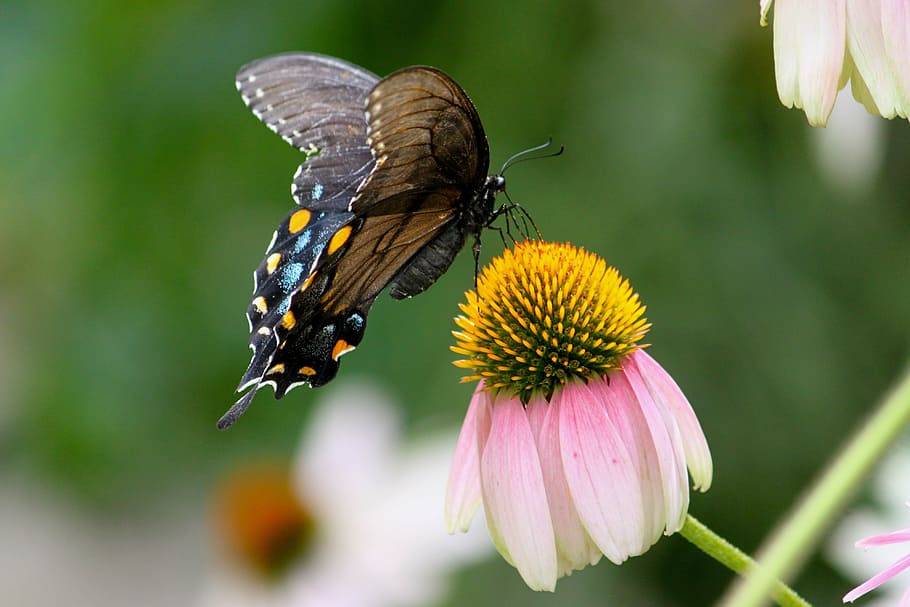 selektivní, zaostřovací fotografie, spicebush otakárek butterfly, květ bílý a růžový okvětní lístek, motýl, mol, Příroda, křídlo, barvitý, letní, opylování