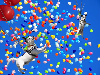 Due, cane bianco e nero, galleggiante, palloncini, blu, cielo, spassfototo, cane, colorato, palloncini colorati, Palloncino