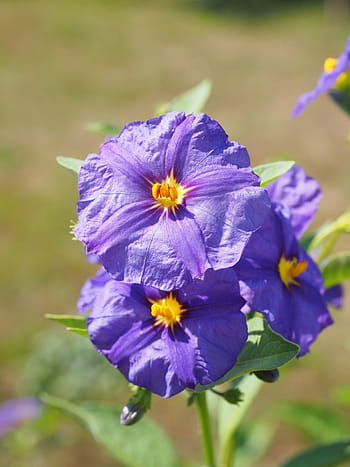 květ, fialový, keř, nachový, modrá fialová, lycianthes rantonnetii, solanum rantonnetii, lycianthes, nachtschattengewächs, solanaceae, okrasné rostliny