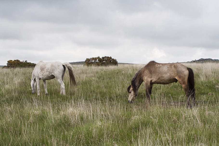 dartmoor, pony, horse, devon, wild, england, brown, moor, animal, mane, nature