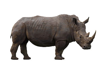 rhinoceros, animal, rhino, africa, horn, wild, safari, endangered, dangerous, wildlife, beast