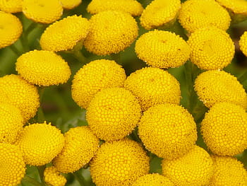tansy, tanacetum vulgare, chryzantéma vulgare, červ bylinné, kompozitů, asteraceae, silphium laciniatum, žlutá, flóra, květiny, polovina růžice rostlina
