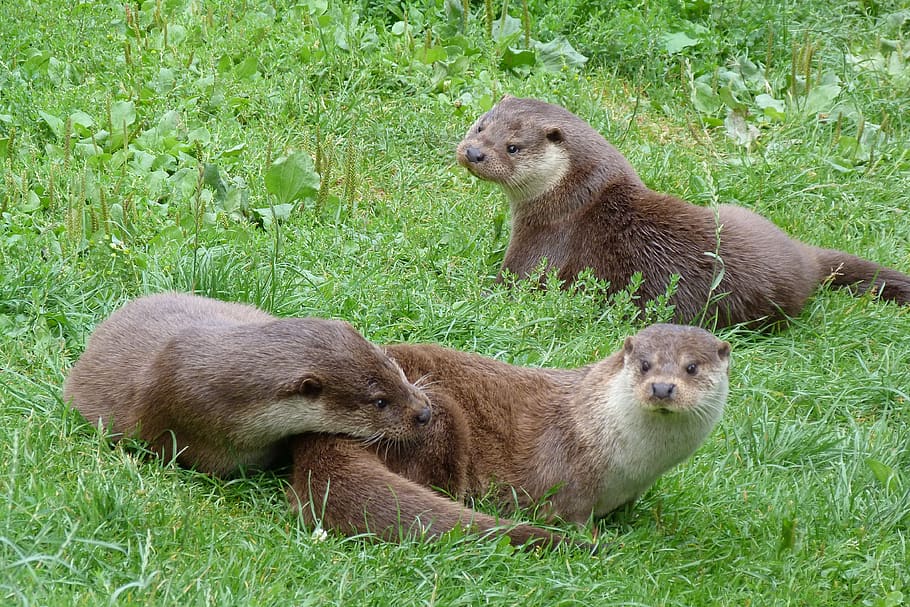otters, british, wildlife, centre, playful