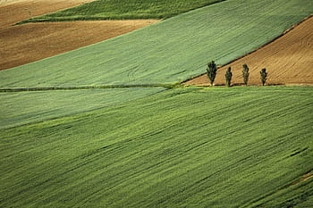 high-angle photography, field, grass, nature, land, plains, plots, lush, vegetation, trees, soil