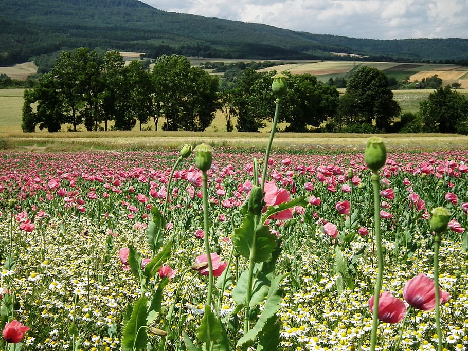 papaveri, papavero da oppio, campo, papavero, Meissner, mohngewaechs, estate, fiore di papavero, prato, campo di papaveri, paesaggio