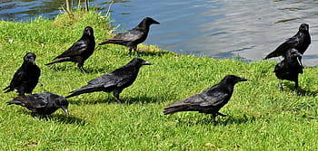 flock, ravens, grasses, crow, raven bird, raven, black, nature, bill, carrion crows, common raven