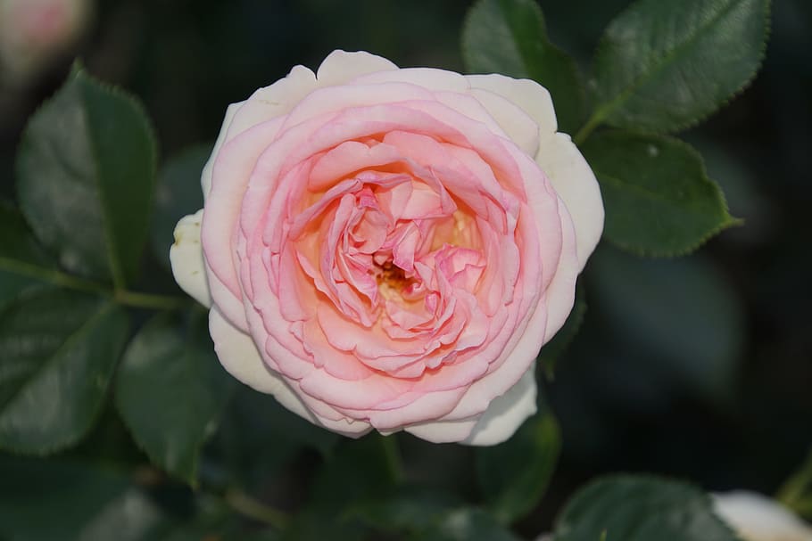 ráj, rosaceae, bílý, růže, Červené, růžový, květ, květ stonek, rostlina, makro fotografie, Příroda