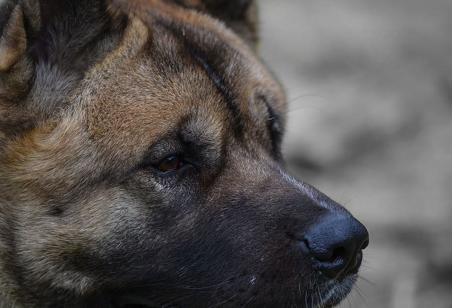 Dog, Akita, American, Animal, Breed, portrait, pet, canine, domestic, mammal, looking