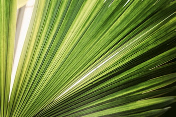 zelená, ventilátor palm rostlin, listy, rostlin, zahrada, podzim, slunečního světla, Příroda, list, zelená barva, rostlina