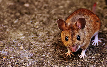 shallow, focus photography, brown, rat, mouse, rodent, cute, mammal, nager, nature, animal