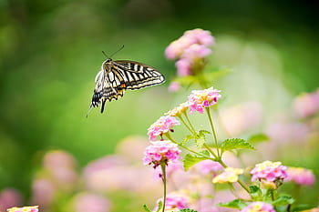 Chow, Insekt, Schmetterling, natürlich, Tier, Blumen, draußen, Frühling, Grün, Garten, Naturtapete